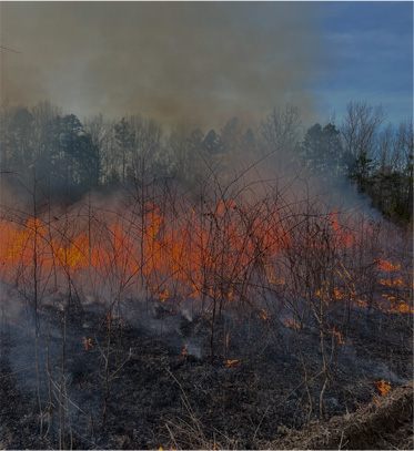 Prescribed Fire